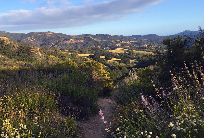 View of Topanga State Park with hiking trail in the middle lined with trees, plants and wild flowers with mountains in the background
